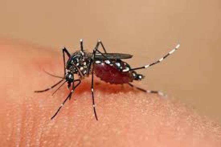 Hay 48 los casos de dengue en el Nordeste argentino