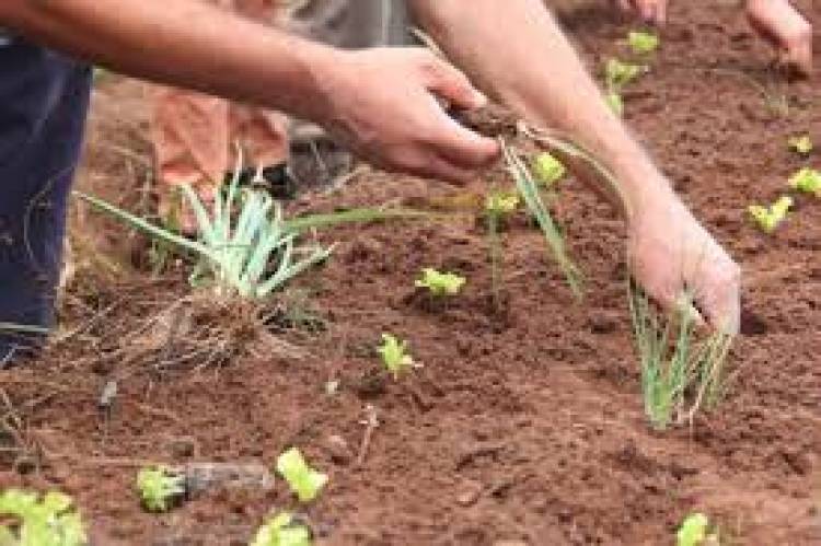 INTA brindará curso gratuito y a distancia sobre agroecología