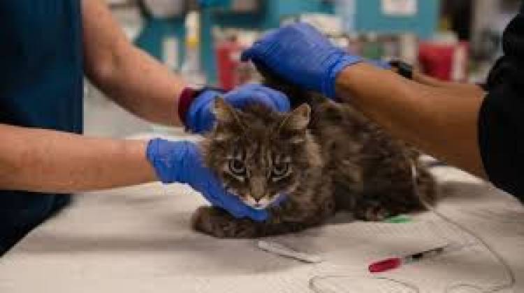 Coronavirus: dos gatos dan positivo se convierten en las primeras mascotas en contagiarse