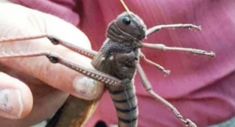 Invasión de Langostas en Sauce